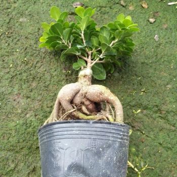 Real Plants Ficus Ginseng Ficus Microcarpa Bonsai for Sale - Xiamen Friendship Bridge Co., Ltd. - China