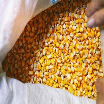 Non-Glutinous Yellow Corn Animal Feed GMO Sourced South Africa Low Moisture High Energy Feed Grain 1 Year Shelf Life - TRADECENTRIC LLC - United States