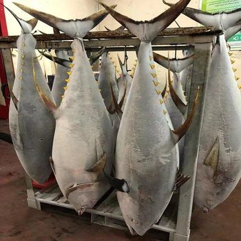Frozen Yellowfin Tuna Loin Tuna Steak Tuna Ground Meat Frozen Seafood Fish for Sale