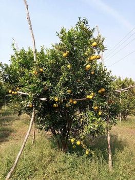 Fresh Oranges directly from our own Farm - Orange Farmers - India