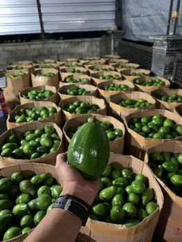 Fresh Premium Organic Avocados - Inti Spice Nusantara - Indonesia