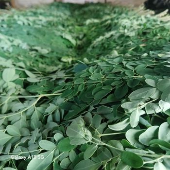 Fresh Moringa leaves - KMR Prime Exports Pvt Ltd - India