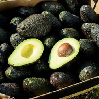 Premium Fresh Avocados from Njang Investments Limited Premium Fresh Avocados - Njang Investments Limited - Kenya