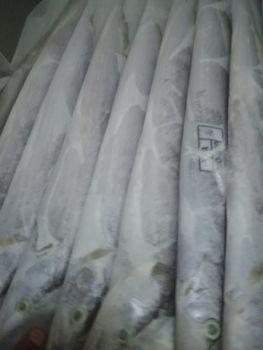 Ribbon Fish (带鱼/갈치/太刀魚/Layur) Origin Indonesia Size 100gr-1000up Port Tanjung Perak Freshness Level Other Fish Type Ribbon Fish - Oceanex Marine Industries - Indonesia