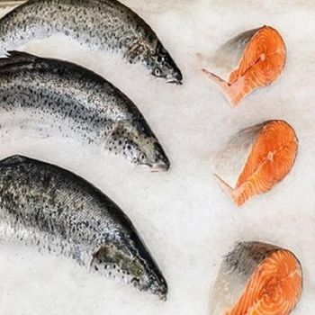 Fresh Norwegian Salmon Freshly Processed Atlantic Seafood For Retail Packaging Seafood Stores And Export Demand - TOSOH INTERNATIONAL - South Africa