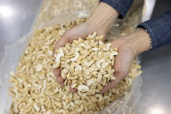 Buy Cashew Nuts WholesaleBuy Cashew Nuts Wholesale, Cashew Nuts for Sale - Global Agro Wholesale - Germany