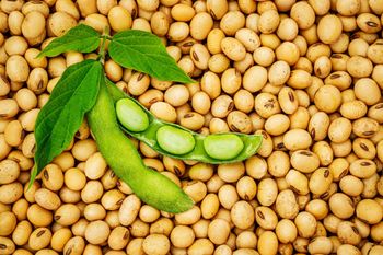 soybeans - BRIDGECORE NEXUS LOGISTICS LTD - Nigeria