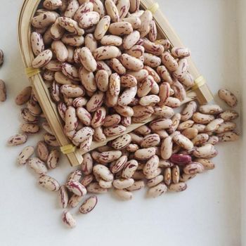 High Grade Sugar Beans Suitable For Cooking And Food Processing With Uniform Size And Clean Surface Appearance - THE GREEN INTERNATIONAL LIMITED - Tanzania
