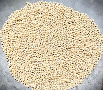 Premium White Urad Dal Whole (Urad Gota) from Kashyap Food Products Premium White Urad Dal Whole (Urad Gota) - Kashyap Food Products - India