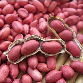 Raw Red Peanut, blanched Peanut Kernels,Bold Peanuts Blanched Peanuts Java Peanuts/ Raw Peanuts Kernel / Raw Peanut in Shell -  DAEWKAEW PANTAMANG Co., Ltd - Thailand