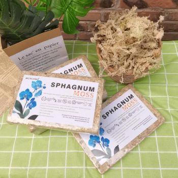 Premium Hydroponic Sphagnum Moss Durable for Succulents & Potted Plants - Jinan Sphagnum Horticulture Co., Ltd - China