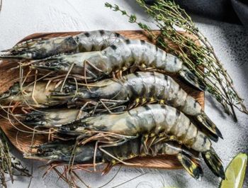 Black tiger Shrimps from donovan Black tiger Shrimps - donovan - Netherlands