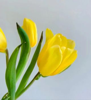 Best Decorative High Quality Yellow Fresh Cut Flowers Tulip HS Code 06031900 Trademark Goldpetal Origin China Kunming Type Fresh Cut - Kunming Gold Petal Co., Ltd. - China