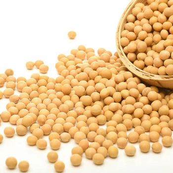 New Crop Low Price Multifunctional Nutritional Soybeans Soybeans Bulk Dried Soybeans whatsap +255787979235 from AL JABLI TRADING COMPANY LIMITED New Crop Low Price Multifunctional Nutritional Soybeans Soybeans Bulk Dried Soybeans whatsap +255787979235 - AL JABLI TRADING COMPANY LIMITED - Tanzania