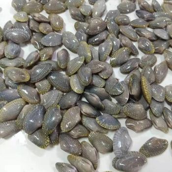 frozen clam Content No Grade AAAA Shape Piece Taste Tasty Style FROZEN Brand Name PT Ingredients No Weight (kg) 10kg Manufacturer - Fujian Miaotianhui Food Co., Ltd. - China