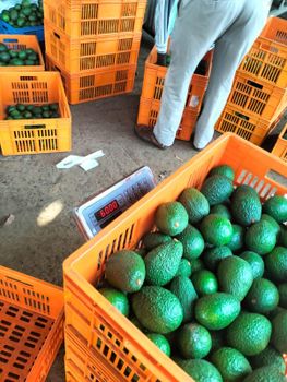 AVOCADO – product photo, Fresh Hass Avocado products found from trusted suppliers, wholesalers, manufacturers & exporters Listing