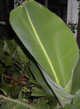 BANANA LEAF TOMATO ONION DRUMSTICK - ALAGU EXPORT - India