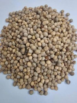 Pigeon peas (Tur) Form Whole Filth 0.1% Foreign Matter 0.5% Inorganic Matter 0.1% Aflatoxin B1 5 Ppb Max Discoloured Grains 1.0% - IGAA EXPORTS COMPANYN LIMITED - Tanzania
