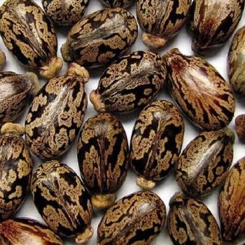 Castor seeds - Apoul - South Sudan