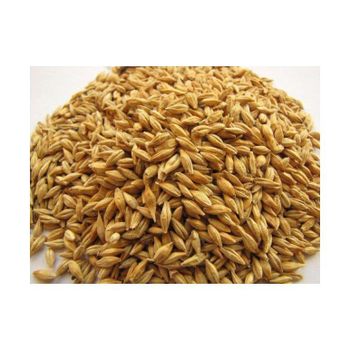 Barley grain wholesale bulk supply available at factory direct price - AFRIVET TRADING SERVICES - South Africa