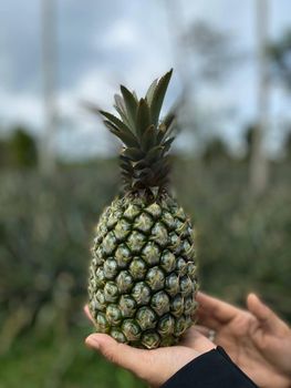 Pineapple Features Fair Trade Degree Of Maturity Mature Degree of Processing Whole - CV. Sekawan Cipta Dinar - Indonesia