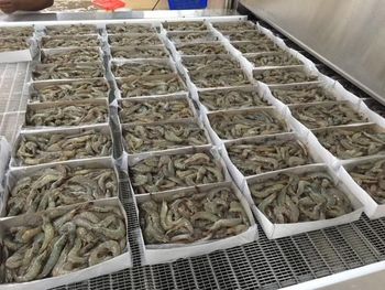 FROZEN RAW HEAD ON VANNAMEI WHITE SHRIMP Packaging 800G Shelf Life 2 YEARS Pricing Options Nwnc/ Nwfc/ Fwnc/ Fwfc Freezing Method Blast/ Block/ Semi Iqf/ Iqf - Netfish India - India