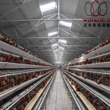 Full Automatic a Type Poultry Equipment Layer Chicken Coop with Drinking and Feeding System - Henan Winworld Livestock Machinery Co., Ltd. - China