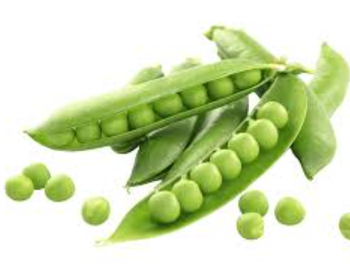Fresh Green Peas Grade A Form In-pod / Shelled Packaging 5kg / 10kg Bags, bag Shelf Life 5–7 Days Fresh, 12 Months Frozen - TRADE NEPAL LLC - United States