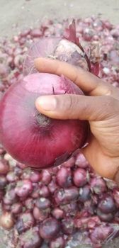 Farm fresh Potato, Okra, onion, Garlic, Moringa, all healthy reliable airfreight supply - Alefzuriel - Nigeria