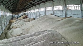 Safflowers seed Oil Content ≥ 31% Foreign Matter ≤ 2% Moisture Content 6.5–7% Storage Location Oral, - Zerno Log LLP - Kazakhstan