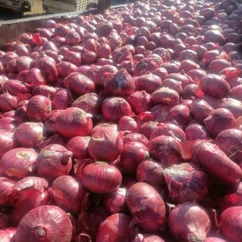 Fresh onion – product photo, Fresh Shallot Onion products found from trusted suppliers, wholesalers, manufacturers & exporters Listing