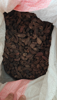 Black Cardamom from Sungava Sarathi Pvt. Ltd. Black Cardamom - Sungava Sarathi Pvt. Ltd. - Nepal