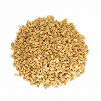 Premium quality wheat in bulk / Best wheat Grain / Wheat For Sale