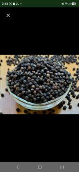 Black Pepper Premium quality from Taprofresh Black Pepper Premium quality – product photo, Dehydrated Black Pepper products found from trusted suppliers, wholesalers, manufacturers & exporters Listing