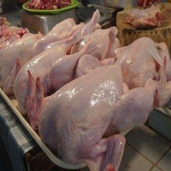 Frozen Whole Halal Chicken - BF GLOBAL TRADING (PTY) LTD - South Africa