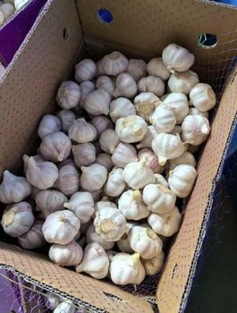 Garlic Grade AAA Aroma Strong Flavor Pungent Brand Name STAR Storage Type Cold storage Place of Origin Shandong, China Packaging 2.5/2.6/2.7/10/20KG N.W. mesh bag - TIANJIN WENJIANG TECHNOLOGY CO., LTD.  - China