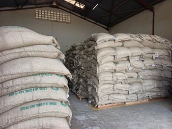 100% Arabica Single Origin Kenya Green Coffee – product photo, Organic Arabica Green Coffee Beans products found from trusted suppliers, wholesalers, manufacturers & exporters Listing