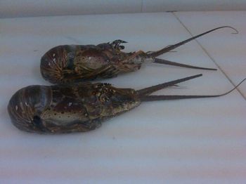 FROZEN RAW ROCK LOBSTER WHOLE (PanulirusPolyphagus) from AMAZE SEAFOOD TRADE FROZEN RAW ROCK LOBSTER WHOLE (PanulirusPolyphagus) – product photo, Whole Raw Chicken products found from trusted suppliers, wholesalers, manufacturers & exporters Listing