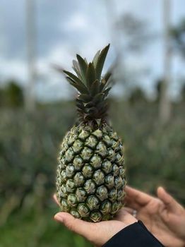 Fresh Pineapple Degree of Processing Sweetened - CV. Sekawan Cipta Dinar - Indonesia