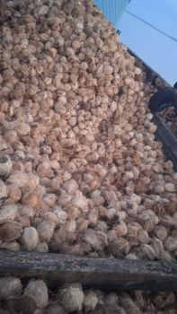 Semi husked mature coconut - Alfa Great Victory CV - Indonesia