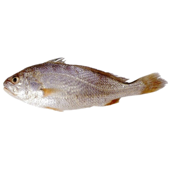 FROZEN CROAKER Texture Tender Shelf Life 2 YEARS Flavor Ocean-fresh Packaging 1KG TO 20 Kg Ctn Treatment Untreated/co Treated - Netfish India - India