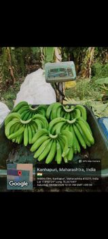 Banana - NFC VITAMIN COLD STORAGE - India