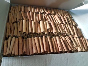 Stick Cassia