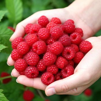 Supply IQF raspberry whole and crumble , IQF Raspberry - LINYI ORGANIC FOODSTUFFS CO.,LTD - China