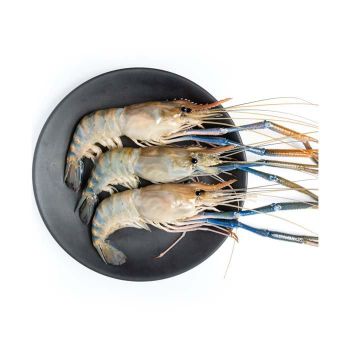 Export Grade Frozen Shrimps Bulk Sale With Fast Delivery Service from MASI TRADING GMBH Export Grade Frozen Shrimps Bulk Sale With Fast Delivery Service - MASI TRADING GMBH - Germany