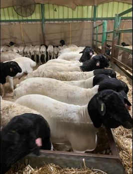 Live sheep Health Status Healthy Animal Care Nurtured With Care And Attention Breed Selection Based On Health, Breed, And - mpg - Global