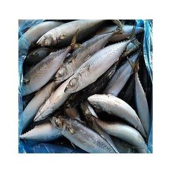 High Quality Seafood frozen horse mackerel blocks fish / mackerel tuna -  CALIPSO POLSKA SP Z OO  - Poland