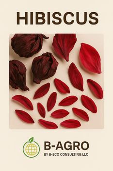 Hibiscus