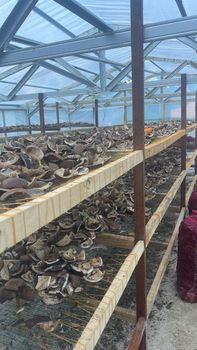 Indonesian Coconut Copra. Dried Coconut for Coconut Oil Production - PT. Java Indo Nusantara - Indonesia