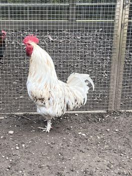 Chicken Eggs Fertile Chicken Hatching Eggs /Fresh Table Eggs / Brown Eggs.. - Smart Agri GmbH - Germany